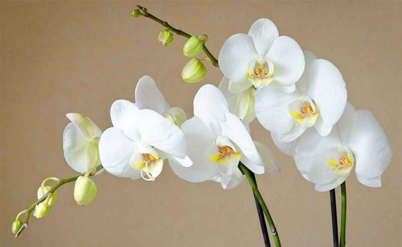 cómo cuidar las orquídeas