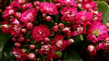 ¿Cómo cuidar una flor de calancho? ¿Cómo se propaga la flor de kalano?