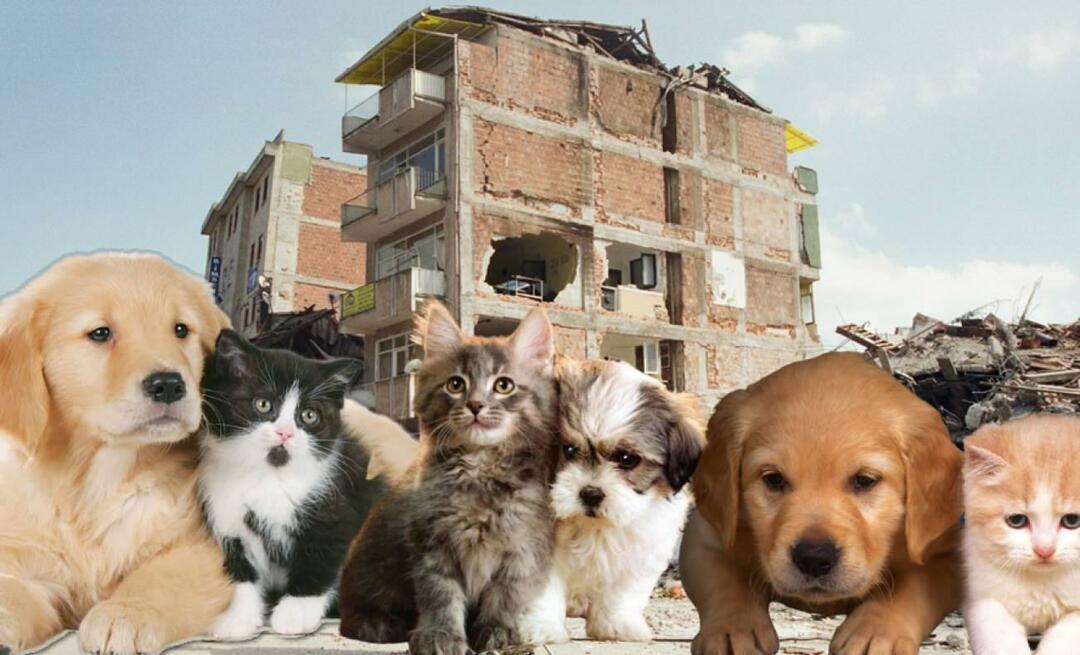 ¿Qué deben hacer quienes tienen mascotas antes y después del terremoto? Los que tienen una mascota en el momento del terremoto