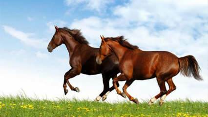 ¿Qué significa ver un caballo en un sueño? El significado de montar a caballo en un sueño según Diyanet