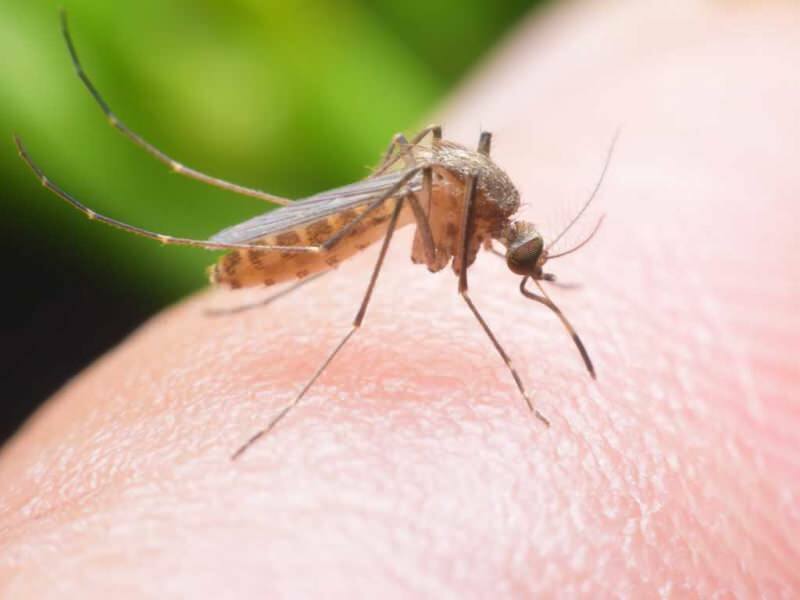 ¿Cómo hacer un repelente de mosquitos natural en casa? Recetas de repelentes naturales de moscas
