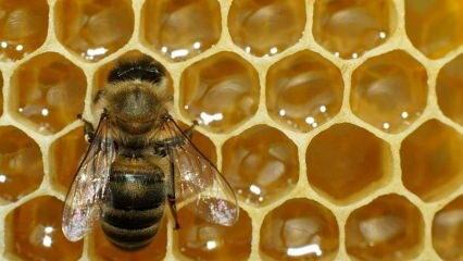 ¿Dónde se usa el veneno de abeja? ¿Cuáles son los beneficios del veneno de abeja? ¿Para qué enfermedades es bueno el veneno de abeja?