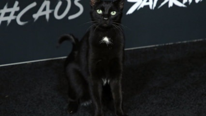 Un gato negro en el estreno de Hollywood ...