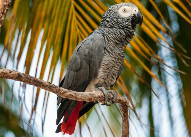 Cuidado y entrenamiento del Jako Parrot