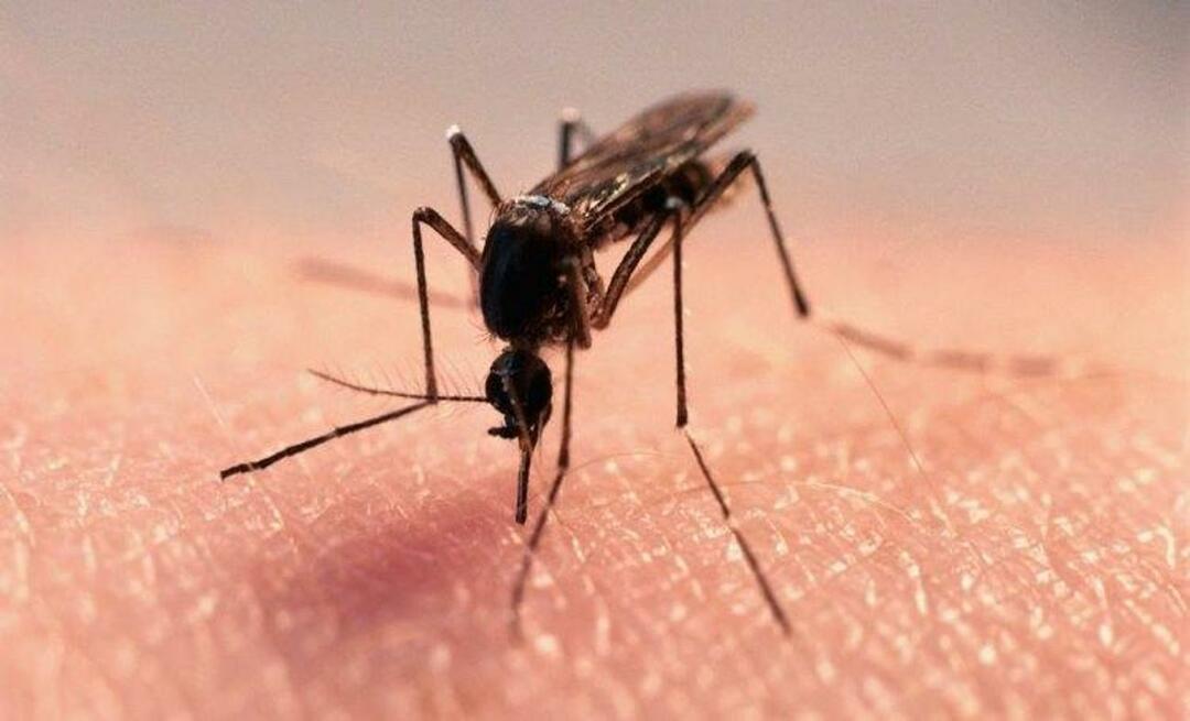 Fórmula natural para acabar con los mosquitos