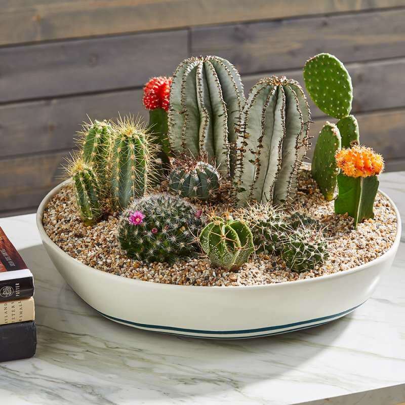 ¿Cómo debe ser el suelo de cactus? Regar y preparar la tierra de cactus, 5 consejos para la tierra de cactus