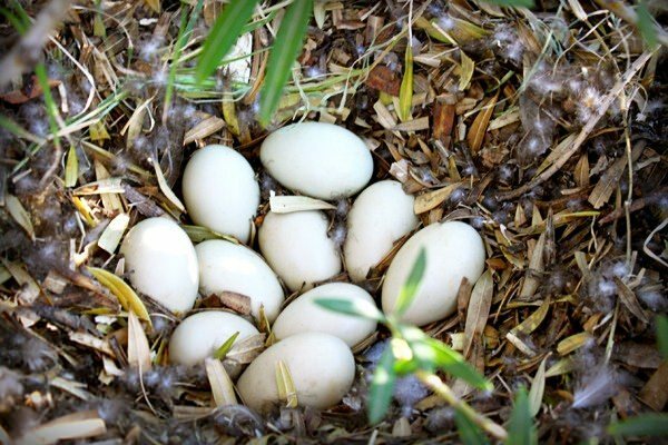 ¿Cuáles son los beneficios del huevo de pato? ¿Para qué enfermedades son buenas?