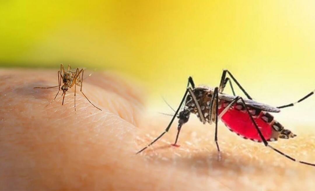 ¿Cuáles son los síntomas de una picadura de mosquito Aedes? ¿Cómo evitar la picadura de un mosquito Aedes?