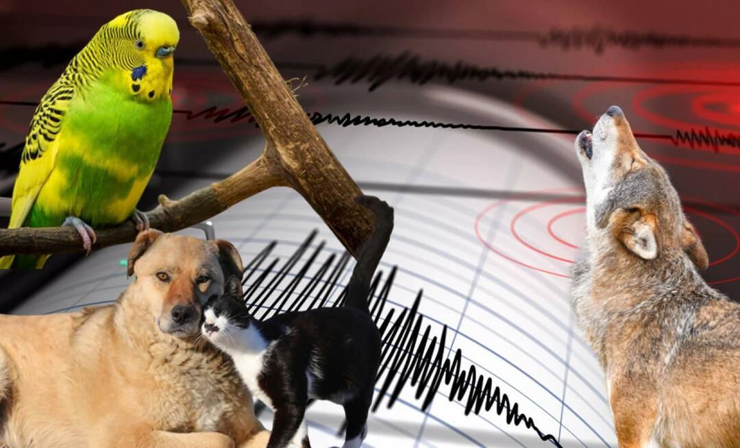 ¿Sienten los animales los terremotos con anticipación? Terremoto y comportamiento animal anormal...