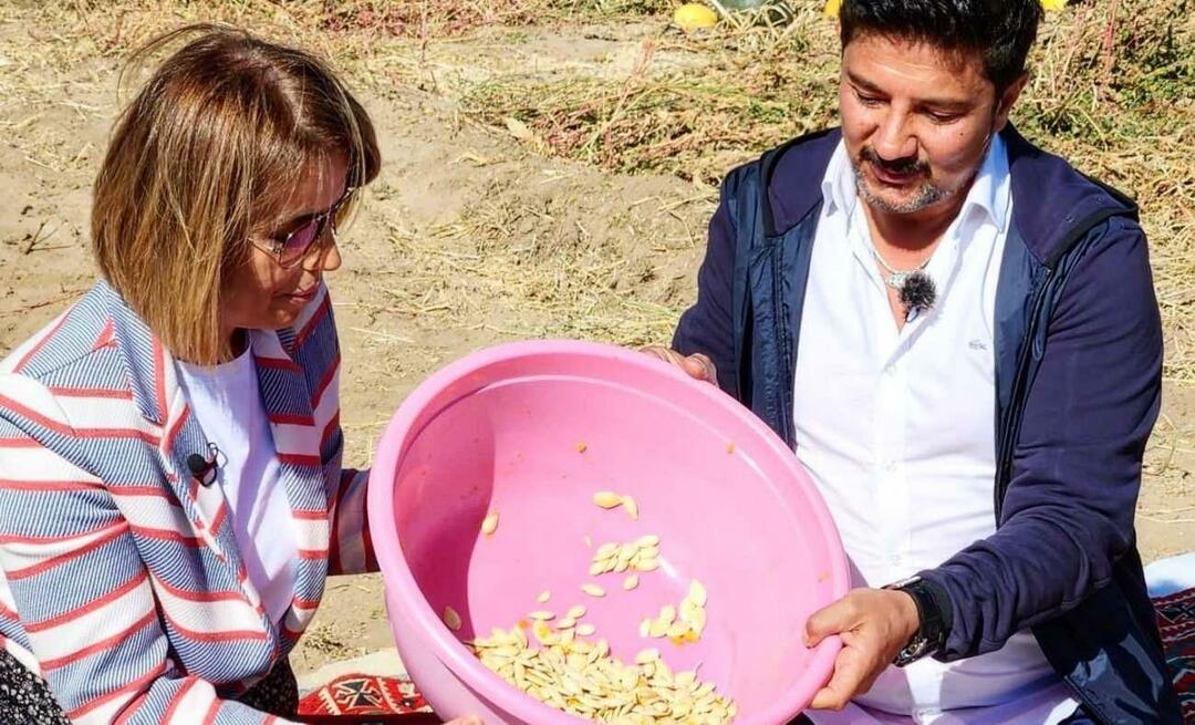 ¡Se cosecharon semillas de calabaza para bocadillos en Nevşehir!