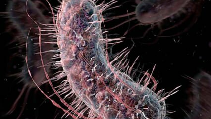 ¿Cómo se transmiten las bacterias carnívoras? ¿Cuáles son los síntomas de las bacterias carnívoras y tienen tratamiento?