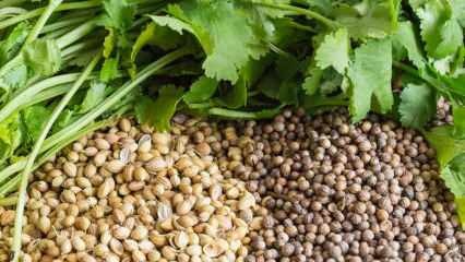 ¿Cuáles son los beneficios de la semilla de cilantro? ¿Cómo usar el cilantro? ¿Qué hace el aceite de cilantro?