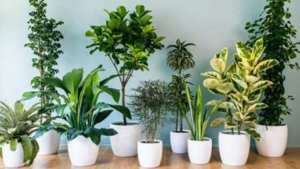 8 plantas que son fáciles de mantener