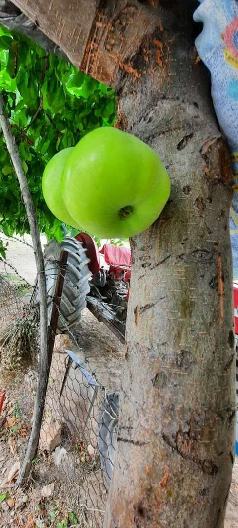 ¡El árbol que produce frutos en su cuerpo sorprendió a todos!