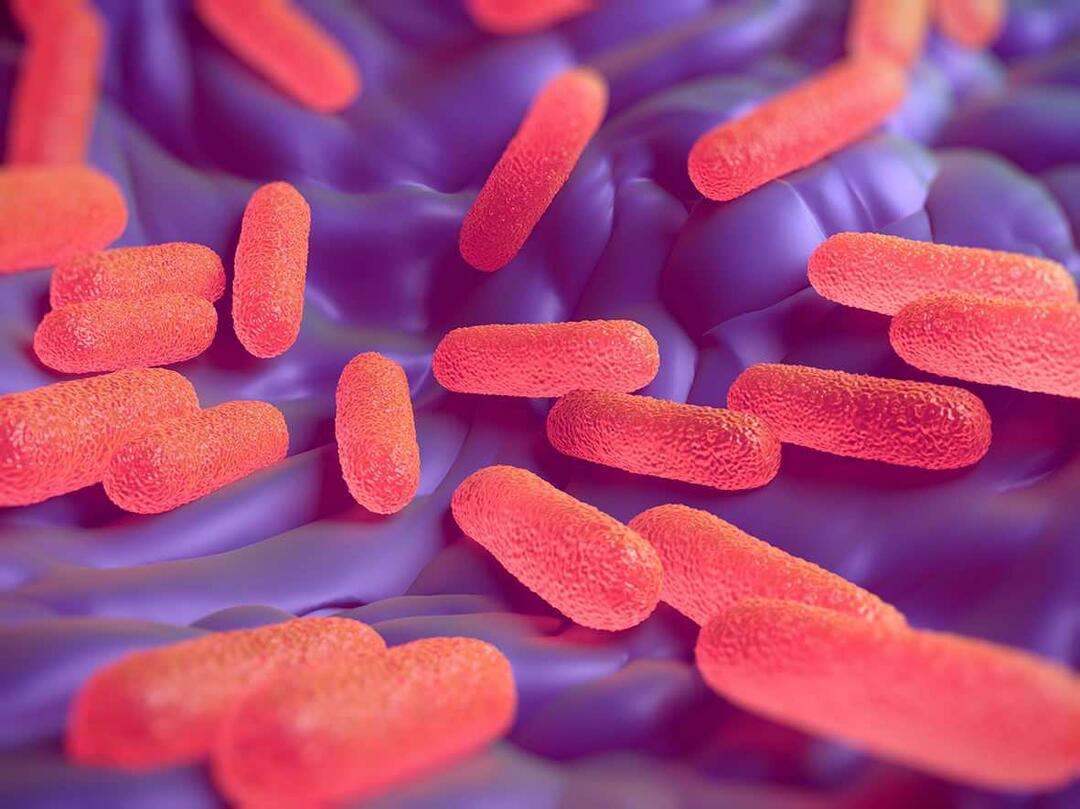 ¿Qué es la bacteria Salmonella? ¿Cuáles son los síntomas de la Salmonella?