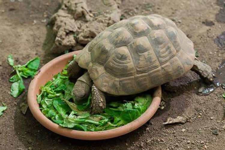 ¿Qué come la tortuga y cómo se alimenta? ¿Cuáles son los alimentos que le encantan a la tortuga?