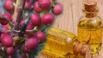 ¿Cuáles son los beneficios de la fruta Çitlembik (Menengiç)? ¿Qué hace el aceite de citlemob?