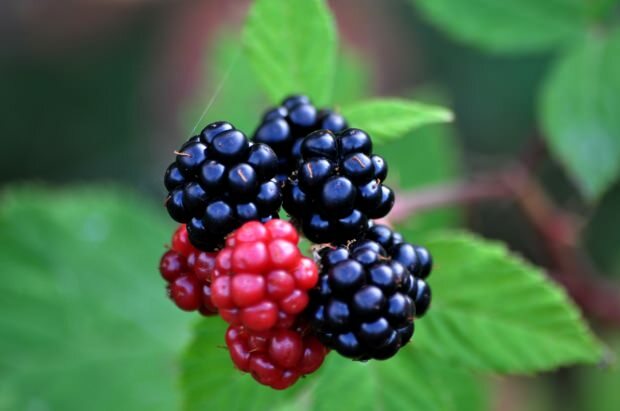 ¿Cuáles son los beneficios de la mora? ¿Para qué enfermedades es bueno el blackberry?