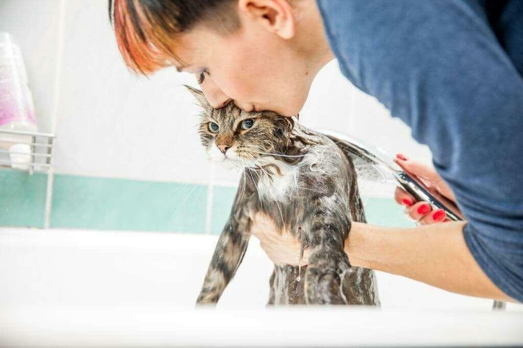 Métodos de lavado de gatos.