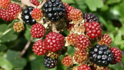 ¿Cuáles son los beneficios de la mora? ¿Para qué enfermedades es bueno el blackberry?