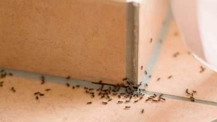 ¡Método eficaz para eliminar hormigas en casa! ¿Cómo se pueden destruir las hormigas sin matar? 