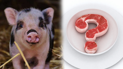 ¿Está prohibida la carne de cerdo? ¿Por qué está prohibida la carne de cerdo? ¡Atención a las marcas de carne de cerdo!