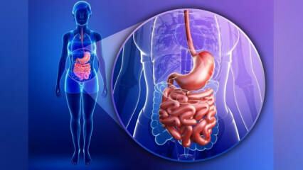 ¿Qué es el síndrome del intestino permeable? ¿Cuáles son los síntomas del síndrome del intestino permeable?