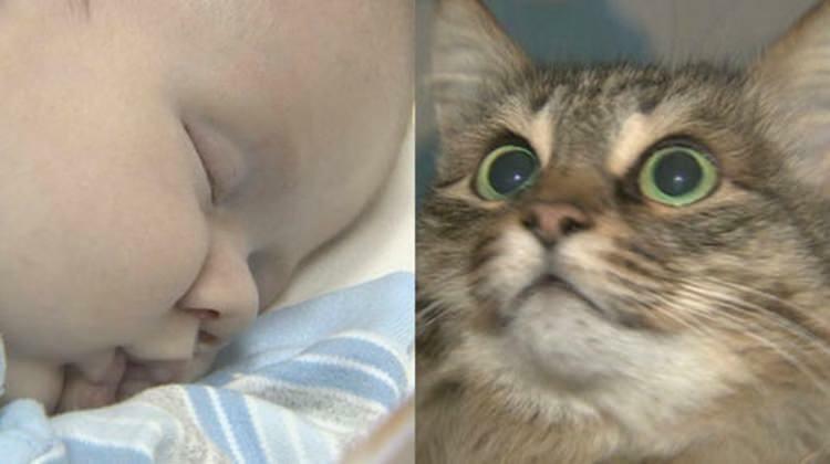 ¡El gato callejero salvó la vida del bebé!