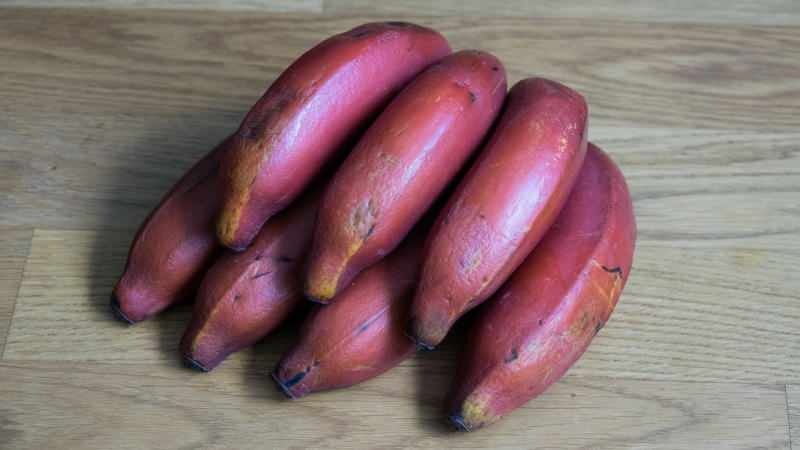 los plátanos rojos se vuelven morados a medida que maduran