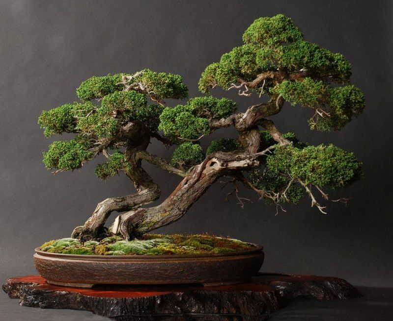 ¿Cómo cultivar un árbol bonsai? Cómo cuidar el árbol bonsai Características del árbol bonsai