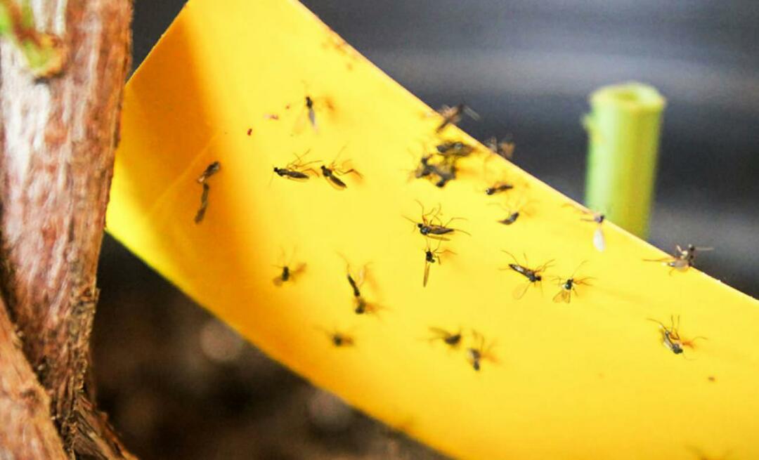 ¡La solución definitiva a los insectos en casa! ¿Cómo evitar que las pequeñas moscas vuelen en casa?