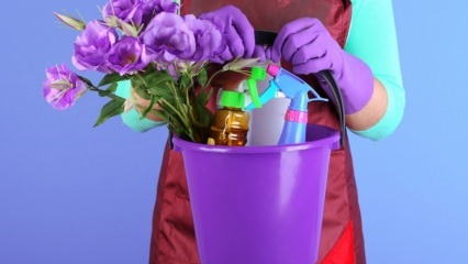 ¿Cuáles son los secretos de la limpieza de la casa el jueves? Limpieza de casas en lámparas de aceite
