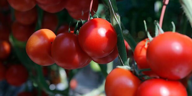 ¿El tomate beneficia la piel?