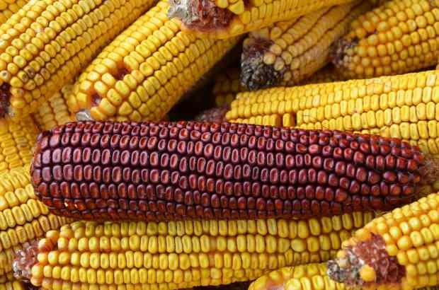 el maíz causa alergias