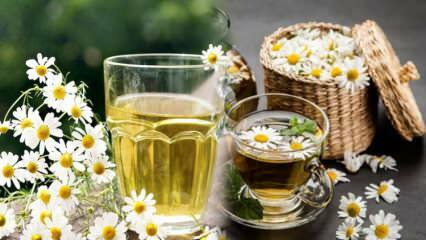 ¿El té de manzanilla tiene hambre o está lleno? Aumenta el metabolismo con té de manzanilla