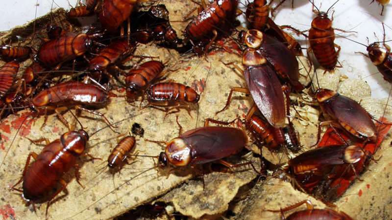 ¿Cómo tratar las cucarachas en casa? ¿Cómo destruir las cucarachas?