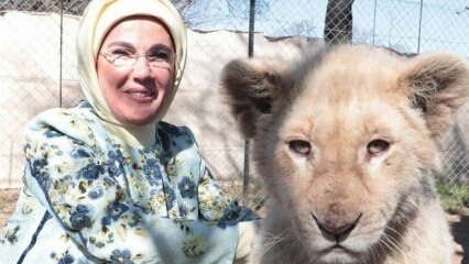 La primera dama Erdogan tomó una foto con leoncillos