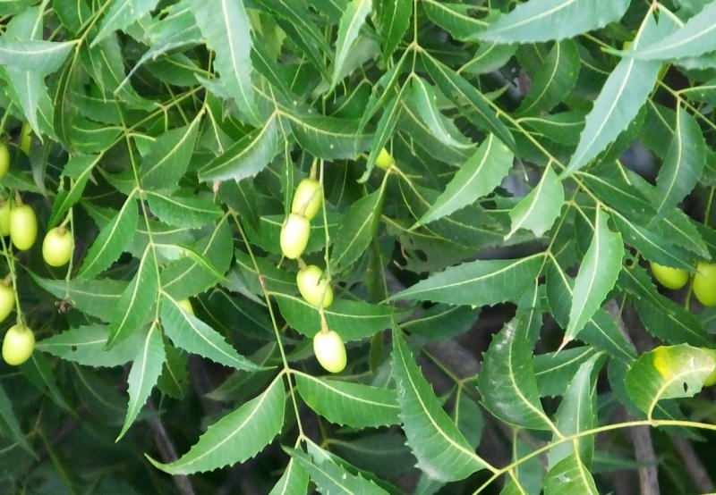El árbol de neem elimina las toxinas del cuerpo.