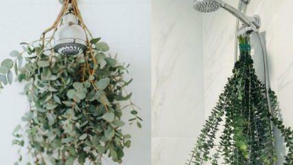 ¿Cómo colgar eucalipto en la ducha? ¡Formas de utilizar el eucalipto en la decoración del baño!