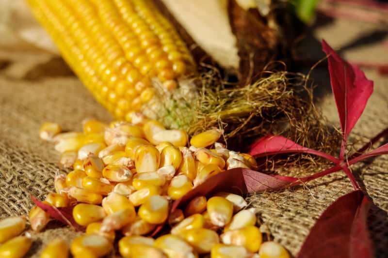 ¿Cómo se almacena el maíz? Cómo preparar maíz de invierno