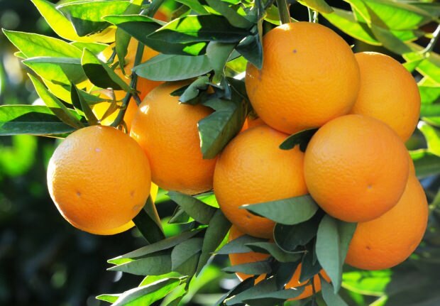 Los beneficios de la naranja.