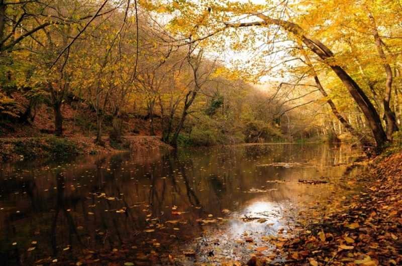 Caminata de otoño en el bosque de Belgrado
