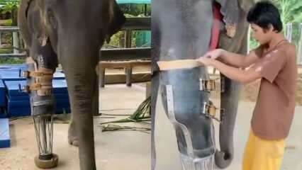 ¡Las redes sociales jóvenes sacudieron su pierna protésica por elefantes! 