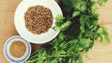 ¿Cuáles son los 7 beneficios importantes de las semillas de cilantro?
