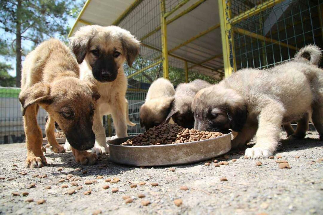 alimentando a los perros