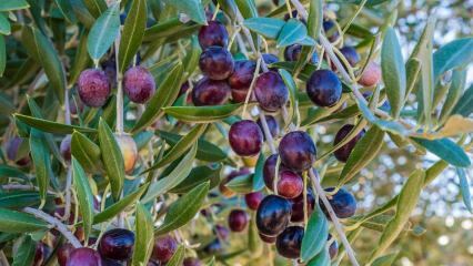 ¿Cuáles son los beneficios de la aceituna? ¿Cómo se consume la hoja de olivo? Si tragas semillas de olivo ...