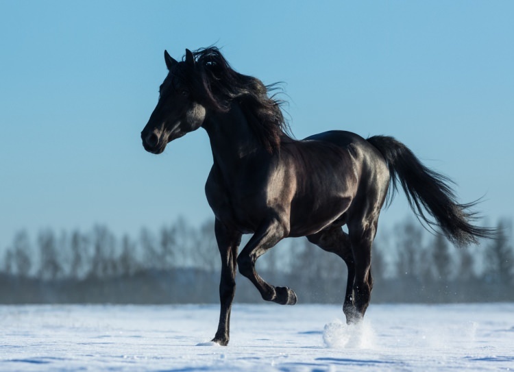 ¿Cómo decir un caballo en un sueño? ¿Cuál es el significado de ver un caballo en sueños?