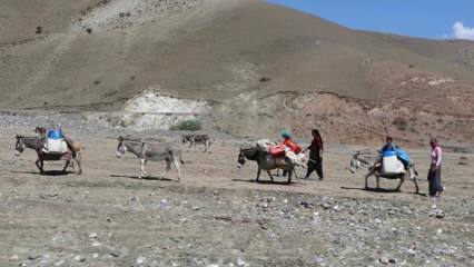 ¡Desafiante viaje de 'leche' de mujeres nómadas en burros!