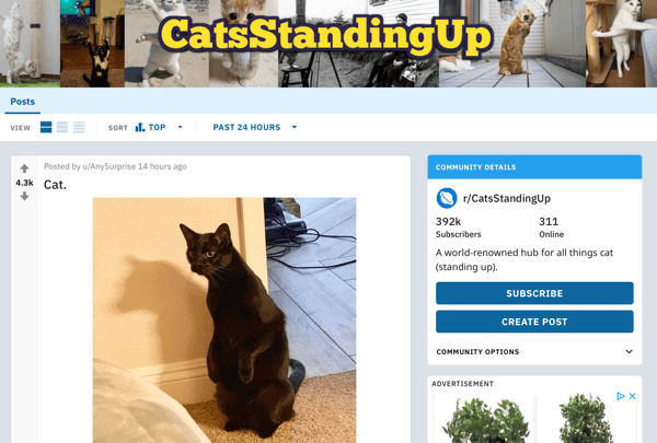 Cómo comercializar su negocio en Reddit, publicación de ejemplo de subreddit r / CatsStandingUp