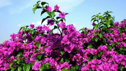 ¿Cómo cuidar e irrigar la flor de buganvilla? ¿Cuáles son las características de la flor de buganvilla?